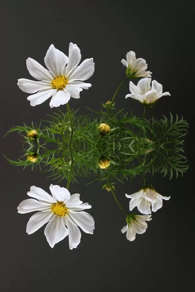 Cosmos: Cosmos Flower Reflection by Alyson Fennell