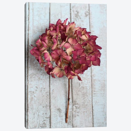 Deep Pink Hydrangea Flower Canvas Print #FEN19} by Alyson Fennell Canvas Art