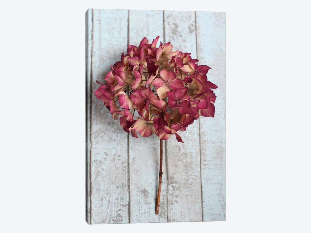 Deep Pink Hydrangea Flower by Alyson Fennell 1-piece Art Print