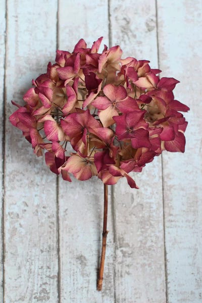 Hydrangeas: Deep Pink Hydrangea Flower by Alyson Fennell
