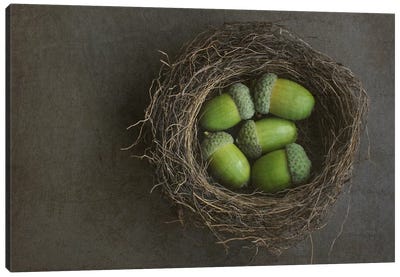 Acorns In Nest Canvas Art Print - Nests