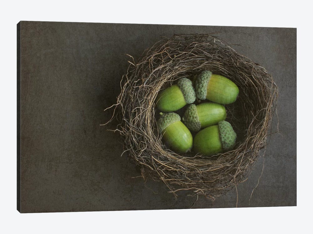 Acorns In Nest by Alyson Fennell 1-piece Canvas Wall Art