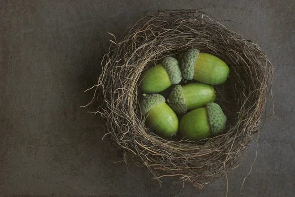 Alyson Fennell: Acorns In Nest by Alyson Fennell