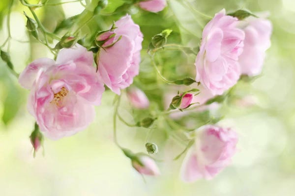 Alyson Fennell: Festival Of Roses by Alyson Fennell