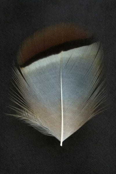 Alyson Fennell: French Partridge Feather by Alyson Fennell