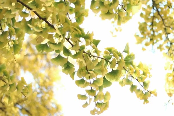 Alyson Fennell: Golden Ginkgo Biloba by Alyson Fennell