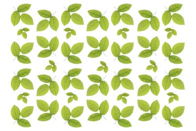 Green Ash Leaves by Alyson Fennell canvas print