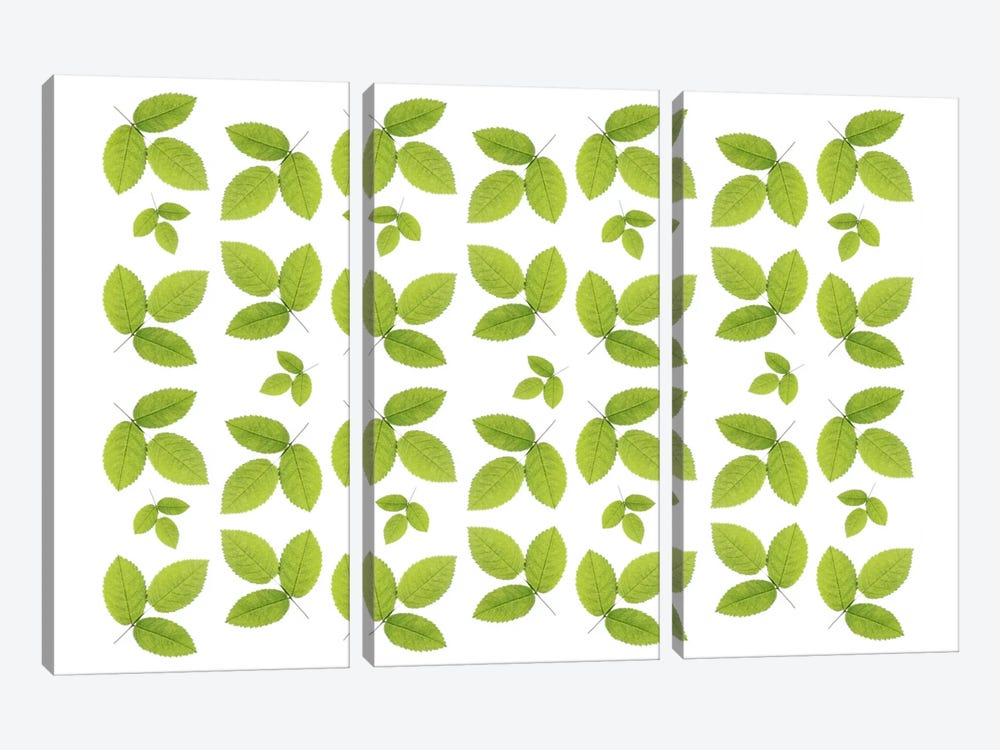 Green Ash Leaves by Alyson Fennell 3-piece Canvas Art