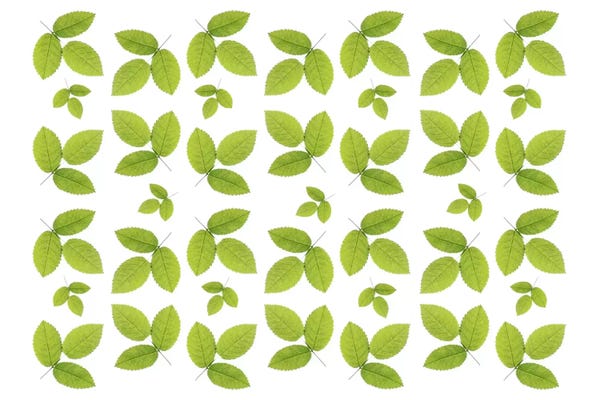 Alyson Fennell: Green Ash Leaves by Alyson Fennell