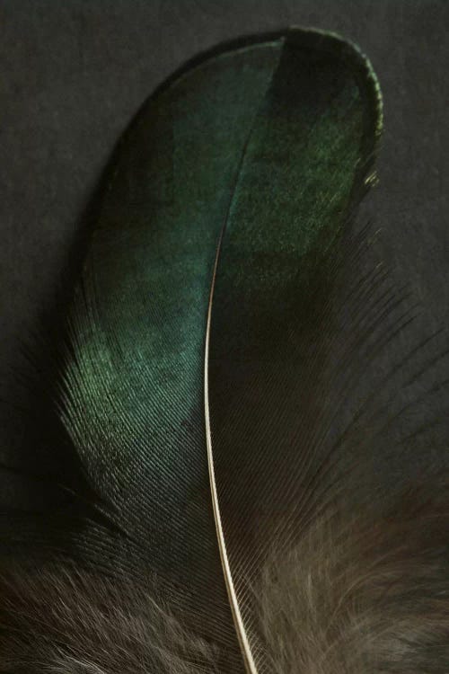 Green Peacock Feather Closeup