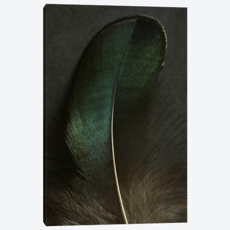 Green Peacock Feather Closeup Canvas Print #FEN24} by Alyson Fennell Canvas Art