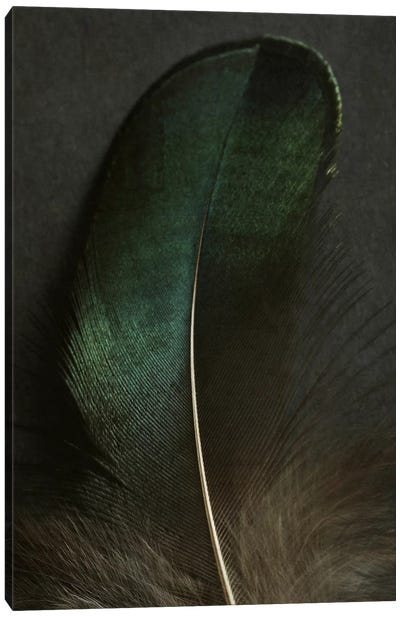 Green Peacock Feather Closeup Canvas Art Print - Alyson Fennell