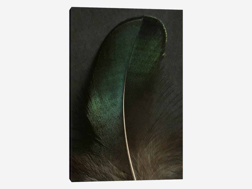 Green Peacock Feather Closeup by Alyson Fennell 1-piece Art Print