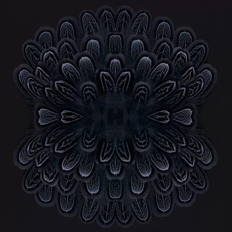 Grey Feather Explosion