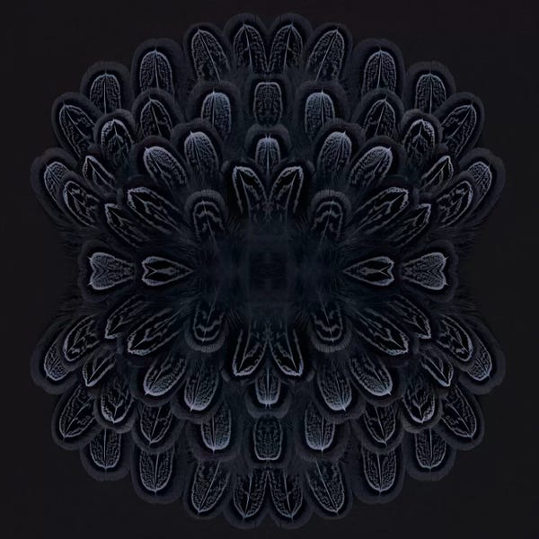 Alyson Fennell: Grey Feather Explosion by Alyson Fennell