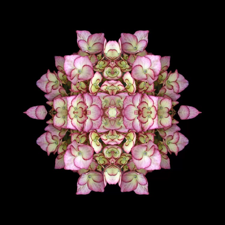 Hydrangea Symmetry