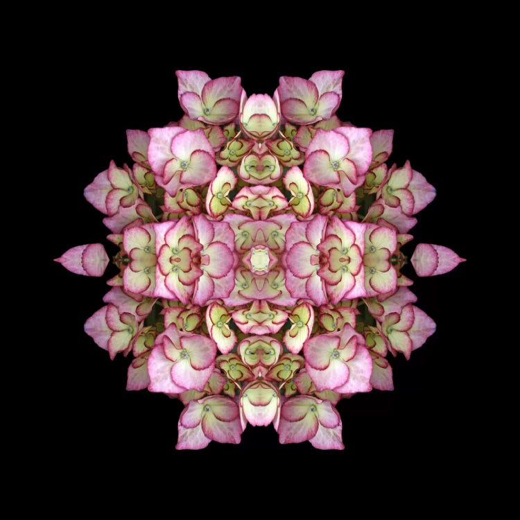 Hydrangea Symmetry