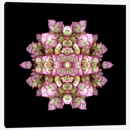 Hydrangea Symmetry Canvas Print #FEN28} by Alyson Fennell Canvas Print