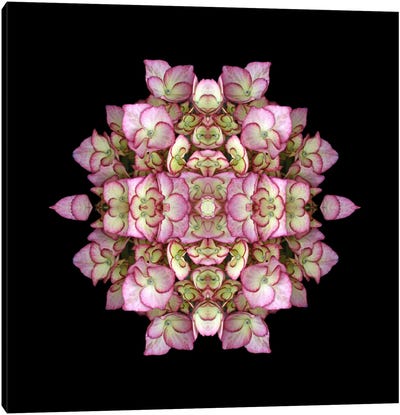 Hydrangea Symmetry Canvas Art Print - Black & Pink Art