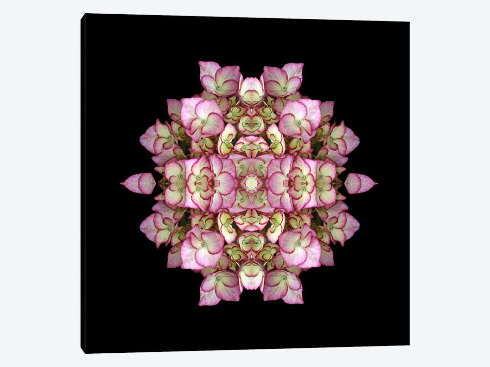 Hydrangea Symmetry by Alyson Fennell 1-piece Canvas Art Print