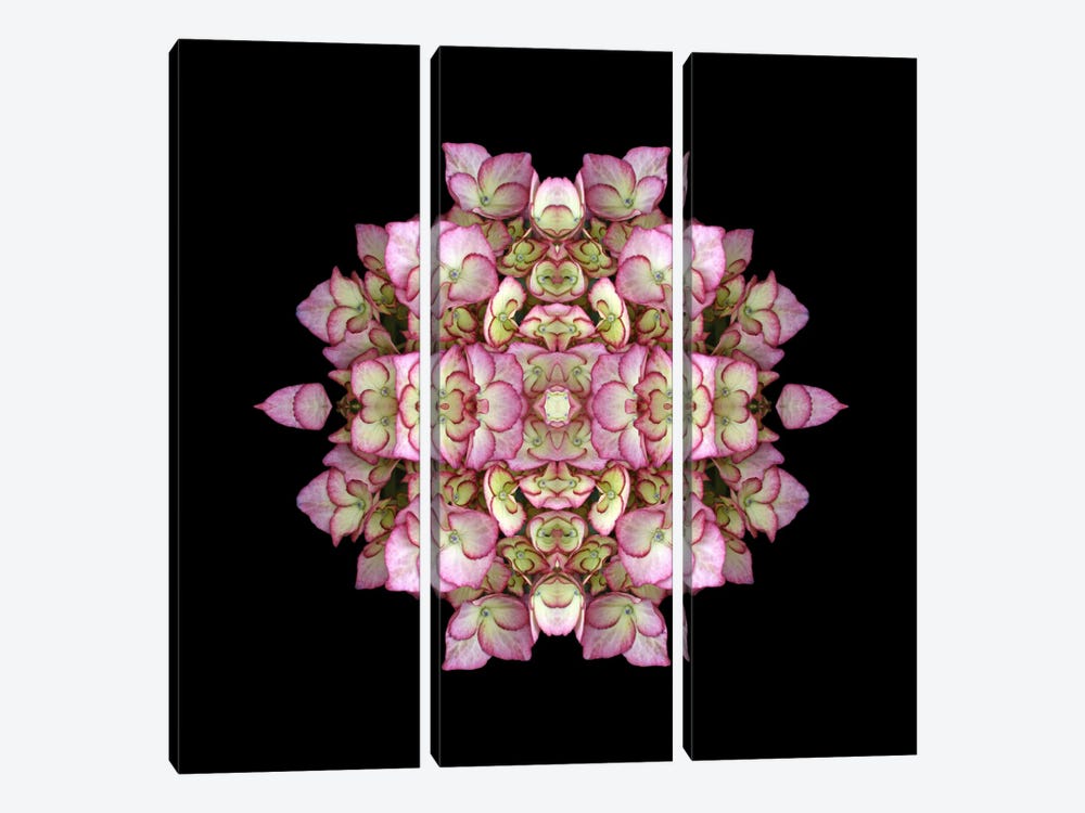 Hydrangea Symmetry by Alyson Fennell 3-piece Canvas Print