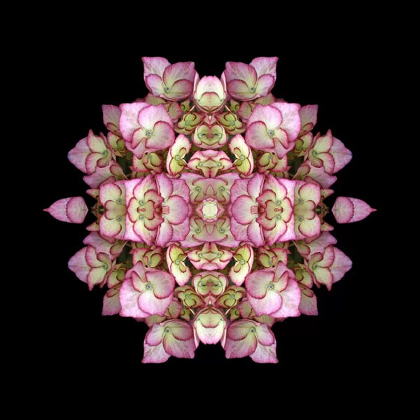 Alyson Fennell: Hydrangea Symmetry by Alyson Fennell