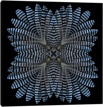 Jay Feather Star Canvas Art Print - Abstract Photography