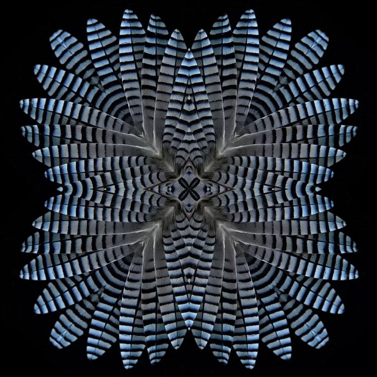 Jay Feather Star by Alyson Fennell wall art