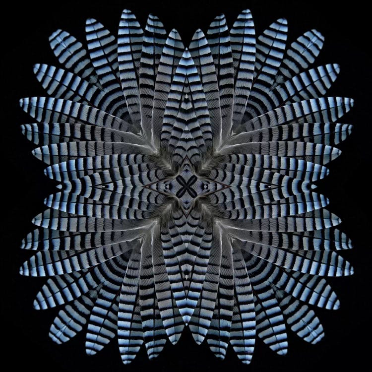 Jay Feather Star