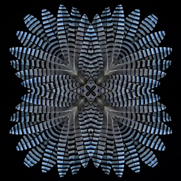 Alyson Fennell: Jay Feather Star by Alyson Fennell
