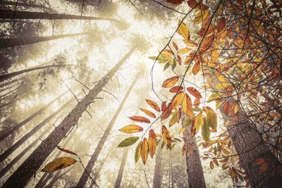 Misty Autumnal Heights by Alyson Fennell acrylic art print