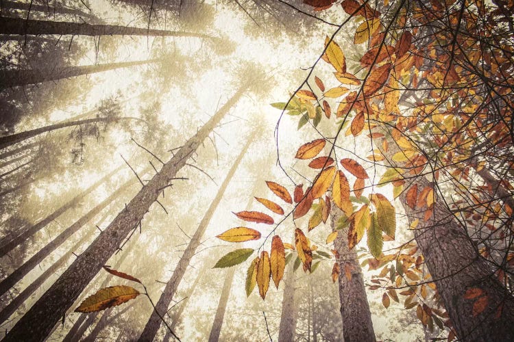 Misty Autumnal Heights by Alyson Fennell wall art
