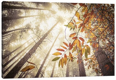 Misty Autumnal Heights Canvas Art Print - Alyson Fennell