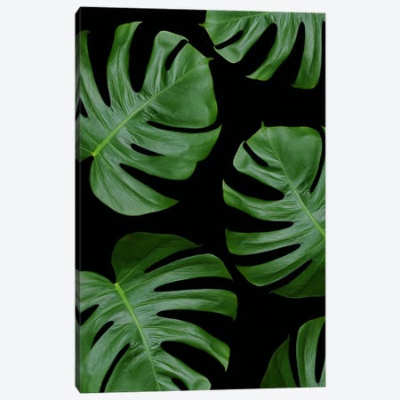 Monstera Leaves On Black Canvas Print #FEN32} by Alyson Fennell Canvas Artwork