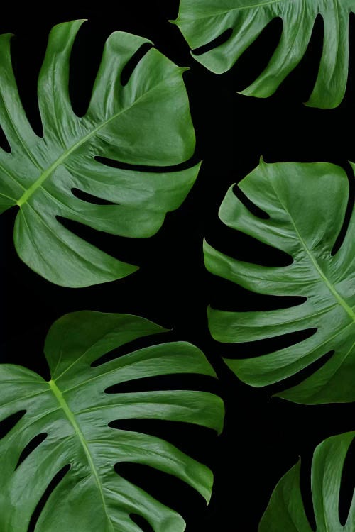 Monstera Leaves On Black