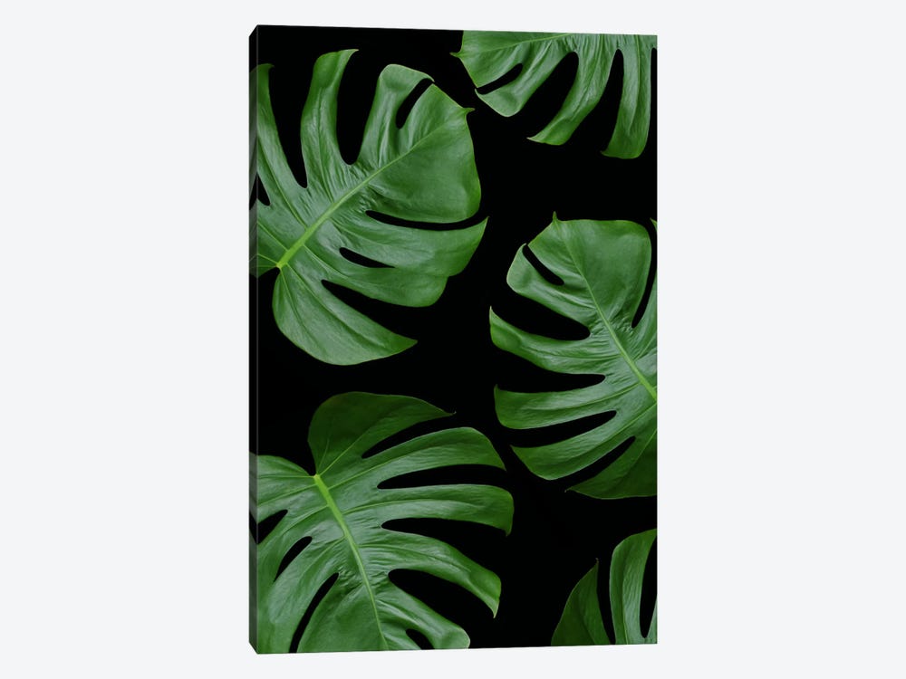 Monstera Leaves On Black by Alyson Fennell 1-piece Canvas Wall Art
