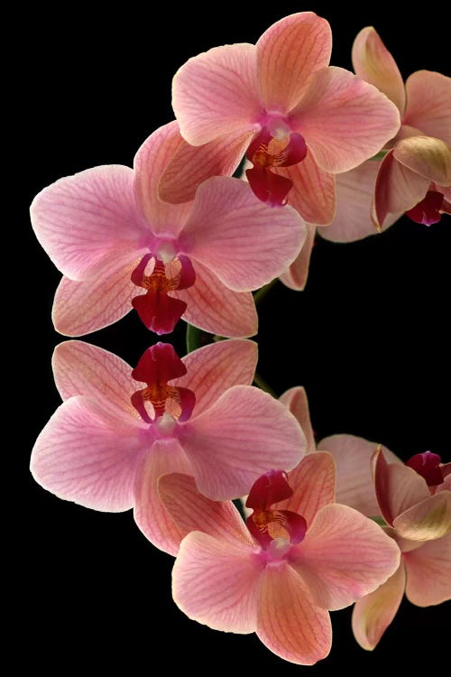 Orchids Arch
