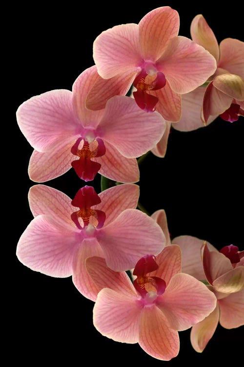 Orchids Arch