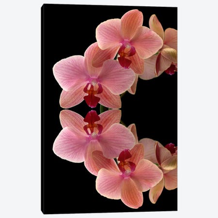 Orchids Arch Canvas Print #FEN33} by Alyson Fennell Canvas Wall Art