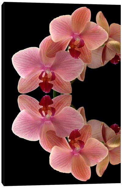 Orchids Arch Canvas Art Print - Black & Pink Art