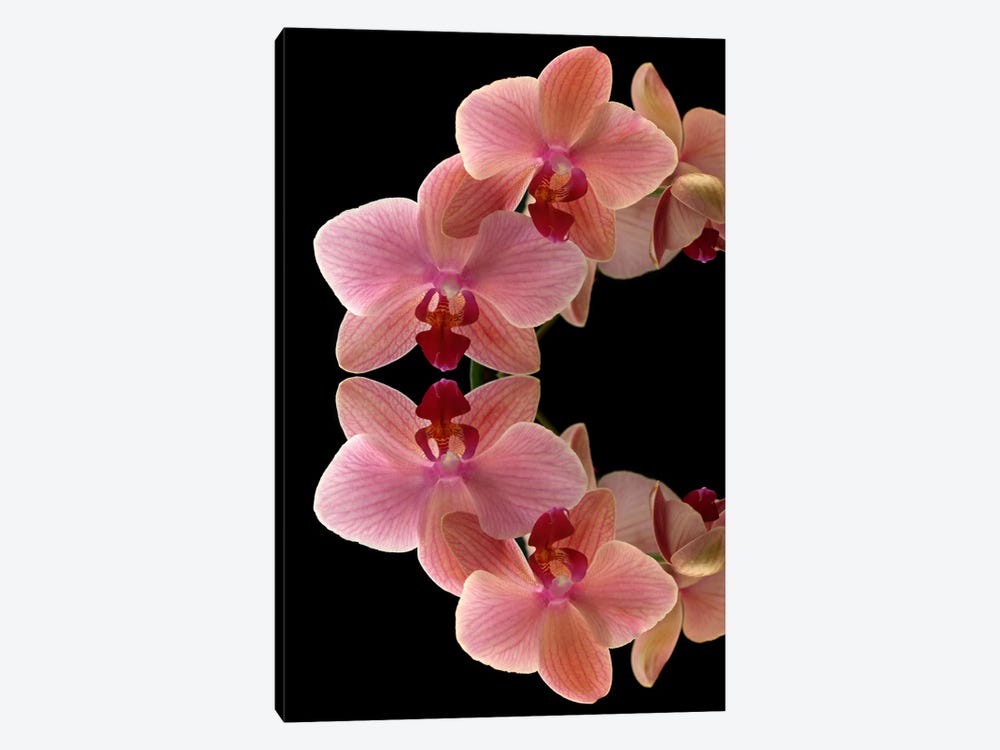 Orchids Arch by Alyson Fennell 1-piece Canvas Art Print
