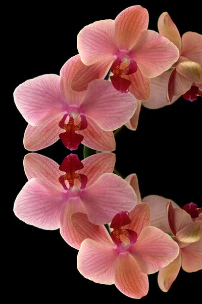 Alyson Fennell: Orchids Arch by Alyson Fennell