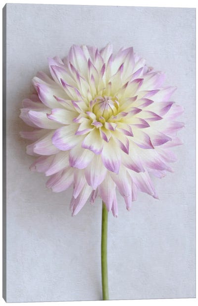 Pastel Pink Dahlia Canvas Art Print - Floral Close-Up Art