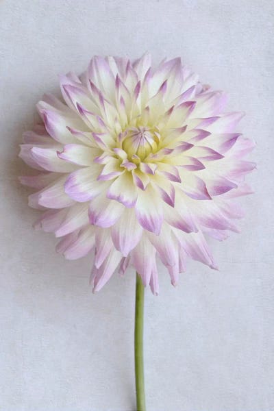 Dahlias: Pastel Pink Dahlia by Alyson Fennell