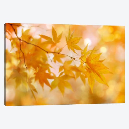 Peachy Autumn Leaves Canvas Print #FEN35} by Alyson Fennell Canvas Print