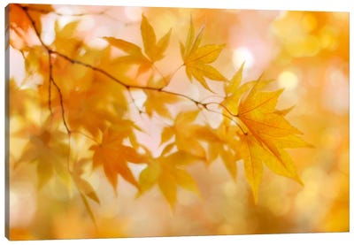 Peachy Autumn Leaves Canvas Art Print - Alyson Fennell