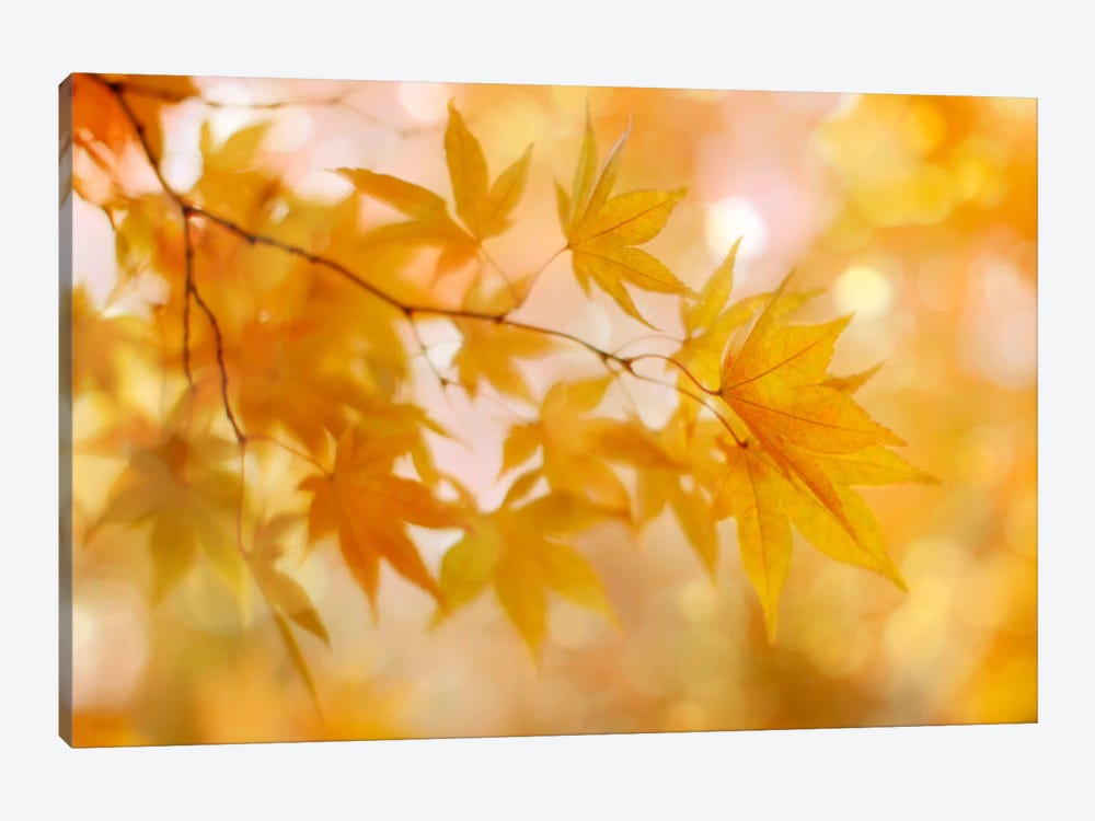 Peachy Autumn Leaves by Alyson Fennell 1-piece Canvas Print