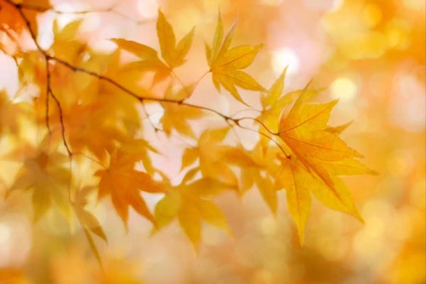 Alyson Fennell: Peachy Autumn Leaves by Alyson Fennell