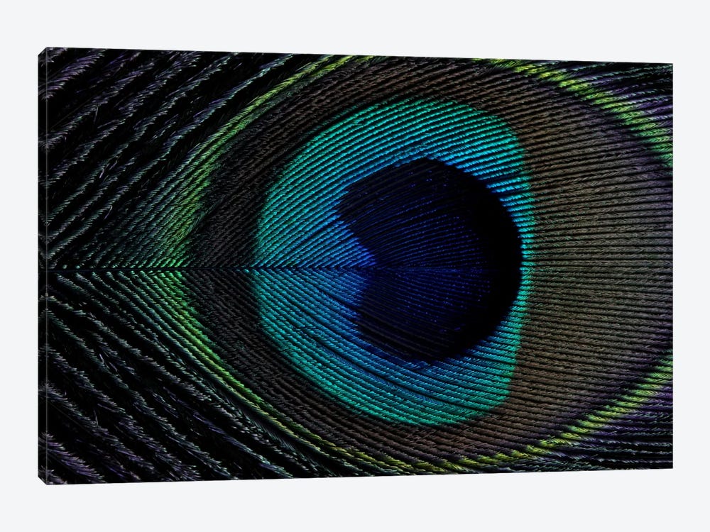 Peacock Feather I by Alyson Fennell 1-piece Canvas Art
