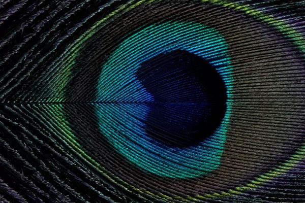 Feathers: Peacock Feather I by Alyson Fennell